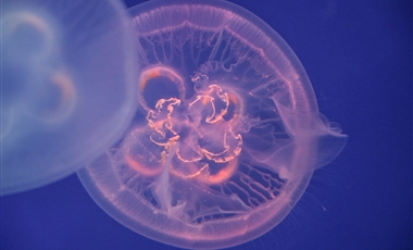 遨游水族馆